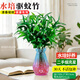藍桂圓竹柏水培無(wú)土盆栽室內驅蚊凈化空氣綠植 10棵+藍紫鉆花瓶源頭直發(fā)