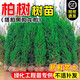 蝶熙莓柏樹(shù)樹(shù)苗塔柏側柏龍柏工程綠化庭院道路風(fēng)景大樹(shù)四季常青園林喬木 精品塔柏1.2米以上 1棵