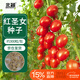 北蔬 小番茄種子苗水果西紅柿家庭種籽 卓脆薩蘭娜紅圣女果種子300粒