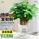 愛(ài)優(yōu)尚發(fā)財樹(shù)小盆栽盆景辦公室桌面盆栽室內客廳綠植好養招財樹(shù)源頭直發(fā)