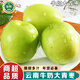 式果禮云南牛奶大青棗 貴妃棗蜜棗冬棗脆甜蘋(píng)果棗子鮮棗新鮮水果禮盒 10斤 精選大果【單果60-90g】 普箱