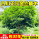 靜黛軒金絲楠木樹(shù)苗正宗四川樹(shù)苗小葉南木南北方種植大樹(shù)庭院名貴風(fēng)景樹(shù) 金絲楠木2年苗（高30-40cm）