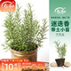 壽禾 迷迭香苗綠植盆栽匍匐新鮮食用香草苗冬春季室內四季盆栽植物 迷迭香小苗5棵（7-20cm）