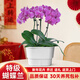 卉優(yōu)蝴蝶蘭盆栽帶花帶花劍室內客廳辦公桌門(mén)店開(kāi)業(yè)送禮年宵花鮮花卉 紫花4枝蝴蝶蘭《雅合盆》 帶花苞發(fā)貨【贈馬年精美掛飾】