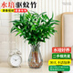 藍桂圓竹柏水培植物盆栽驅蚊凈化空氣室內耐陰綠 10棵+灰鉆花瓶源頭直發(fā)
