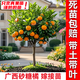 芥圃柑橘樹(shù)苗 官方  嫁接砂糖橘樹(shù)苗地栽帶盆帶果桔子柑子盆栽果樹(shù)苗 砂糖桔嫁接苗 【帶土帶葉發(fā)貨】 5年苗 高度：120公分左右