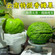 呆果丁云南香櫞新鮮香櫞果佛手柑現摘清供觀(guān)賞聞香天然香薰自然清香綠植 【精選小果】甄選特級云南佛手柑300克1個(gè)天然香薰