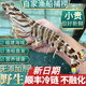 沈志雄東山島活凍深海大蝦斑節蝦竹節蝦九節蝦對蝦基圍蝦年貨年夜飯送禮 400g(凈重)  1盒 【船長(cháng)直供】5-8條/盒/17-20cm