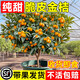 夏琴脆皮金桔帶果發(fā)貨盆栽樹(shù)苗四季果樹(shù)可食用橘子苗脆皮金橘室內常綠 脆皮金桔2年苗（適合大量種植） 81cm(含)-110cm(含)