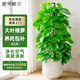 植男植女大葉綠蘿柱辦公室內真盆栽大型客廳落地除甲醛凈空氣綠籮源頭直發(fā)