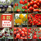 花沃里8款西紅柿種子大全 蔬菜種子陽(yáng)臺花盆栽小番茄黑鉆石紫珍珠大番茄