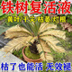 鐵樹(shù)專(zhuān)用肥料營(yíng)養液治鐵樹(shù)葉子發(fā)黃干尖枯萎爛根復活液鐵樹(shù)專(zhuān)用藥 1盒