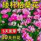 花沃里波斯菊種子格?；ǚN子花卉種子家庭盆栽陽(yáng)臺辦公室庭院花壇盆栽 花沃里波斯菊種子約100粒*1包【花色絢爛】