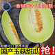鮮合匯優(yōu)國產(chǎn)甜瓜新鮮水果生鮮 整箱約4.5-3.2斤/凈含量1200g