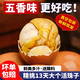 鄉公館毛蛋活珠子熟13天活珠子新鮮五香開(kāi)袋即食喜蛋鳳凰蛋鋼化蛋毛雞蛋 五香味10枚【醇香可口】