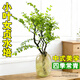 呆果丁小葉女貞老樁水培植物辦公室桌面綠植客廳室內水養鮮花家用插花卉 小葉女貞切枝1枝（高30-40cm)+營(yíng)養液