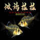 玻璃拉拉魚(yú)玻璃貓魚(yú)熱帶魚(yú)觀(guān)賞魚(yú)透明的魚(yú)紅尾水晶群游草缸混養 1-1.8cm玻璃拉拉5條