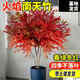 翩然火焰南天竹盆栽真樹(shù)苗客廳庭院紅葉老樁落地植物耐寒竹子盆景綠植 精品1棵叢生南天竹70cm左右/3-5分支帶土球
