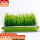 壽禾 貓草種子小麥草麥子套餐套裝水培大麥黑麥草夏秋家庭種植草籽 小麥大麥草種子各1斤