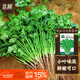 北蔬 小葉香菜種子苗濃香芫荽四季蔬菜籽 寒圣1號小葉香菜籽種子250g