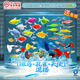 百綸木千天使魚(yú)觀(guān)賞魚(yú)【京東快遞】送貨上門(mén)耐活不打氧小型魚(yú)熱帶魚(yú)淡水魚(yú) 【京東快遞 送貨上門(mén)】天使+斑馬+孔雀 混搭共20條
