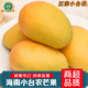 南步海南小臺農芒果 當季小臺芒雞蛋芒非金煌甜心芒新鮮熱帶特產(chǎn)水果 凈重4.5斤 中果【單果80g+】需催熟