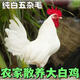 藥引子純白無(wú)雜毛白公雞散養土雞笨雞大白公雞活的包郵包活到家 4-5斤 純白大公雞  1只 可藥用