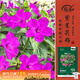 壽禾 紫茉莉花種子苗胭脂花四季種植花籽 紫茉莉種子紫紅色25g約330粒