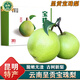 南步云南呈貢寶珠梨 高山萬(wàn)溪梨鎮古樹(shù)梨蜂糖梨子貢梨新鮮水果禮盒 5斤 精選大果【約6-7顆】普箱