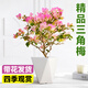 愛(ài)優(yōu)尚三角梅盆栽帶花苞樹(shù)陽(yáng)臺室內植物陽(yáng)臺庭院四季開(kāi)花綠櫻源頭直發(fā)