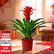 中夢(mèng)年宵花鴻運當頭盆栽植物辦公室內好養綠植紅星鳳梨客廳落地款花卉 精選鴻運當頭+卡片隨機（不含盆）