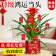 卉優(yōu)特級年宵花卉鴻運當頭綠植蝴蝶蘭四季金桔盆栽室內陽(yáng)臺招財送禮年 【特級】鴻運當頭50-60cm 年宵花卉【馬上如意】贈精美吊牌