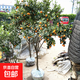 大果脆皮金桔樹(shù)苗蜜糖金桔苗帶果發(fā)貨大金桔樹(shù)南北方種植當年結果 8年大苗【帶果帶土發(fā)貨】_死苗補發(fā) 81cm(含)-110cm(含)