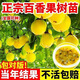 正宗超甜黃金9號百香果嫁接樹(shù)苗四季結果南方庭院陽(yáng)臺盆栽爬藤 純甜黃金百香果嫁接苗3棵 32-45厘米高