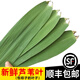 辰實(shí)【發(fā)順豐】新鮮蘆葦葉 現摘粽子葉 端午節包粽子的葉子粽葉大號 蘆葦葉2斤（4-5cm寬）+繩子+順豐