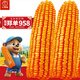 大禹鄭單958玉米種子國審產(chǎn)高矮大棒雜交抗旱抗倒官方正品矮桿包谷 國審鄭單958玉米種子4斤約1畝地用