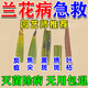 蘭花專用殺菌劑焦尖黑斑病專用劑防黃葉干尖爛根蘭花肥料專用肥 1瓶【百菌靈】500ml