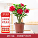 花行榜重瓣沙漠玫瑰花苗盆栽花卉綠植物陽(yáng)臺 中苗（不含盆）源頭直發(fā)