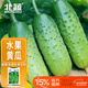 北蔬水果黃瓜種子苗青瓜盆栽春季菜籽 卓脆濰胖二號水果黃瓜種子100粒