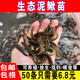 泥鰍苗活體魚(yú)苗批發(fā)淡水魚(yú)苗批發(fā)本地臺大灣泥鰍活餌筏釣龍魚(yú)飼料小泥鰍 3-5厘米泥鰍苗100條【送20條防損】