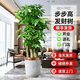 嘆為觀(guān)止大型植物發(fā)財樹(shù)各種大顆盆栽開(kāi)業(yè)喬遷客廳辦公室內好養大型花卉 三桿發(fā)財樹(shù)【1.6-1.8米】 含盆