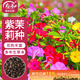 壽禾 紫茉莉花種子苗混色家庭四季種植花籽 紫茉莉種子混色25g約330粒