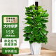 中夢(mèng)大葉綠蘿柱盆栽客廳綠植大型辦公室居家凈化空氣除甲醛好養活植物 大葉綠蘿柱1.2-1.3米+白色鉆石樹(shù)脂盆
