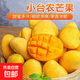 【花皮介意慎拍】正宗新鮮芒果軟糯香甜現摘時(shí)令水果半熟發(fā)貨 帶箱1斤【單果70-90g】