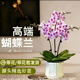 雙盟粉色四株蝴蝶蘭帶花苞易養蘭花卉四季開(kāi)花綠植盆栽豎紋盆源頭直發(fā)