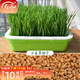 壽禾 貓草種子小麥草麥子套餐套裝水培大麥黑麥草夏秋家庭種植草籽 （麥草用）小麥種子 2斤