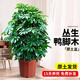 中夢(mèng)鴨腳木盆栽客廳綠植花卉室內大型八方來(lái)財鴨掌木七葉蓮植物發(fā)財樹(shù) 叢生鴨腳木60-70cm[原盆]