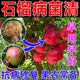石榴樹專用殺菌劑干腐瘡痂褐斑病殺蟲防爛果專用葉面肥增產(chǎn)劑 石榴殺菌劑【3瓶裝】