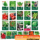 壽禾 蔬菜種子大全春四季香菜生菜西紅柿辣椒草莓籽 22種蔬菜種子大全