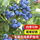 金穗啟夢(mèng)【買(mǎi)一發(fā)四】大果奧尼爾藍莓苗基地樹(shù)苗盆栽果樹(shù)四季種植陽(yáng)臺庭院 40cm F6+L25+甜蜜蜜+黑珍珠 精選8年苗【買(mǎi)一發(fā)四】可結30斤